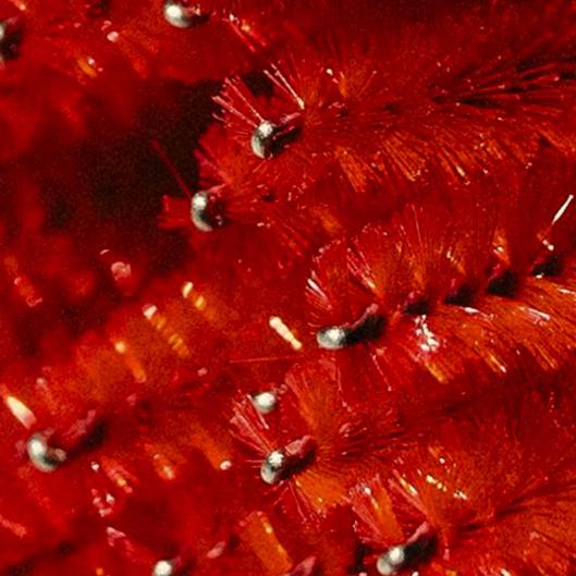 Luxe Classic/Wet set Club 💖